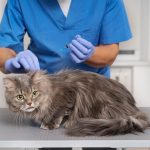 Gambar 1 - ciri-ciri FIP kering pada kucing