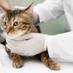 Gambar 1 - penyebab kucing susah kencing