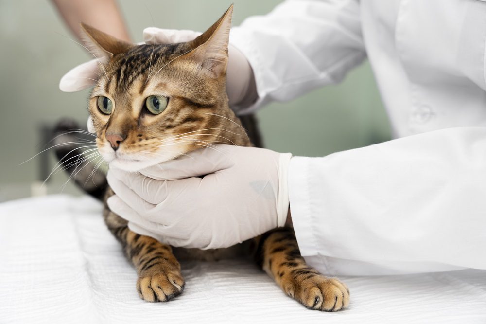 Gambar 1 - penyebab kucing susah kencing