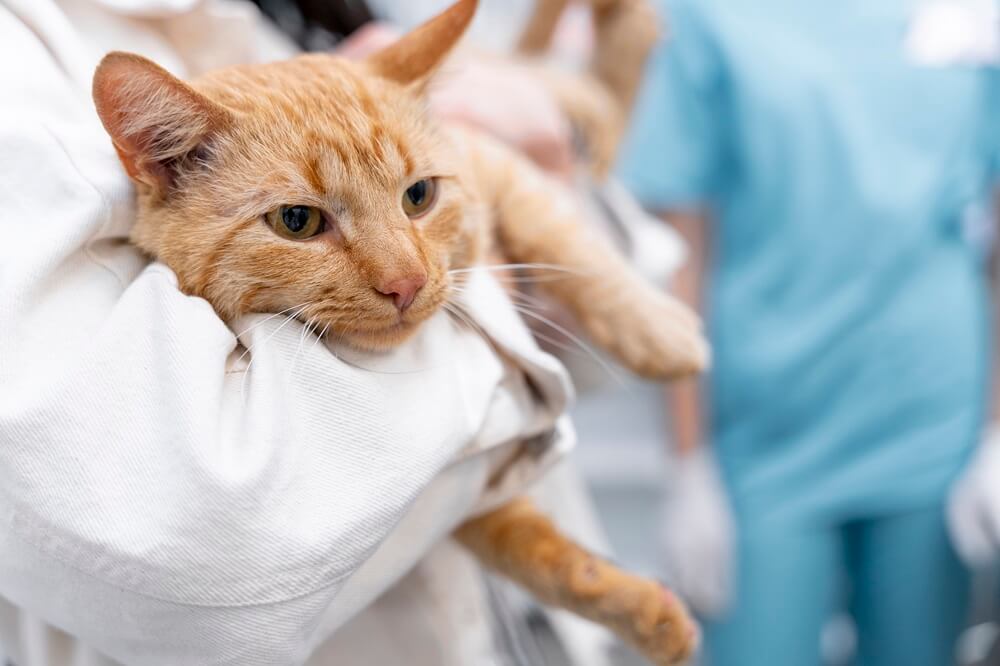 Gambar 2 - ciri-ciri FIP kering pada kucing