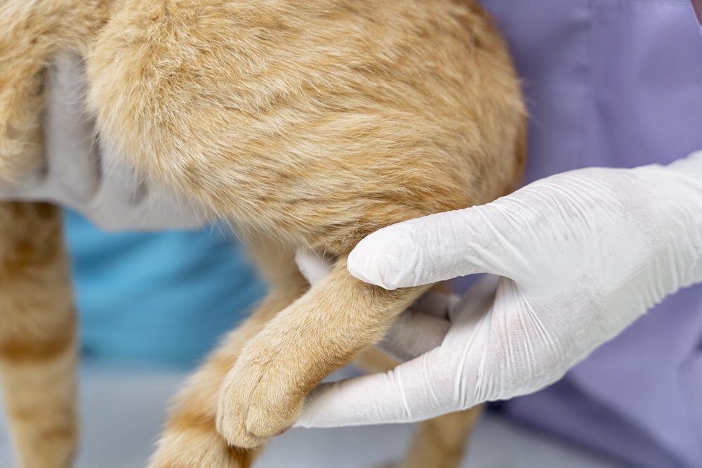 Gambar 2 - penyebab kucing susah kencing