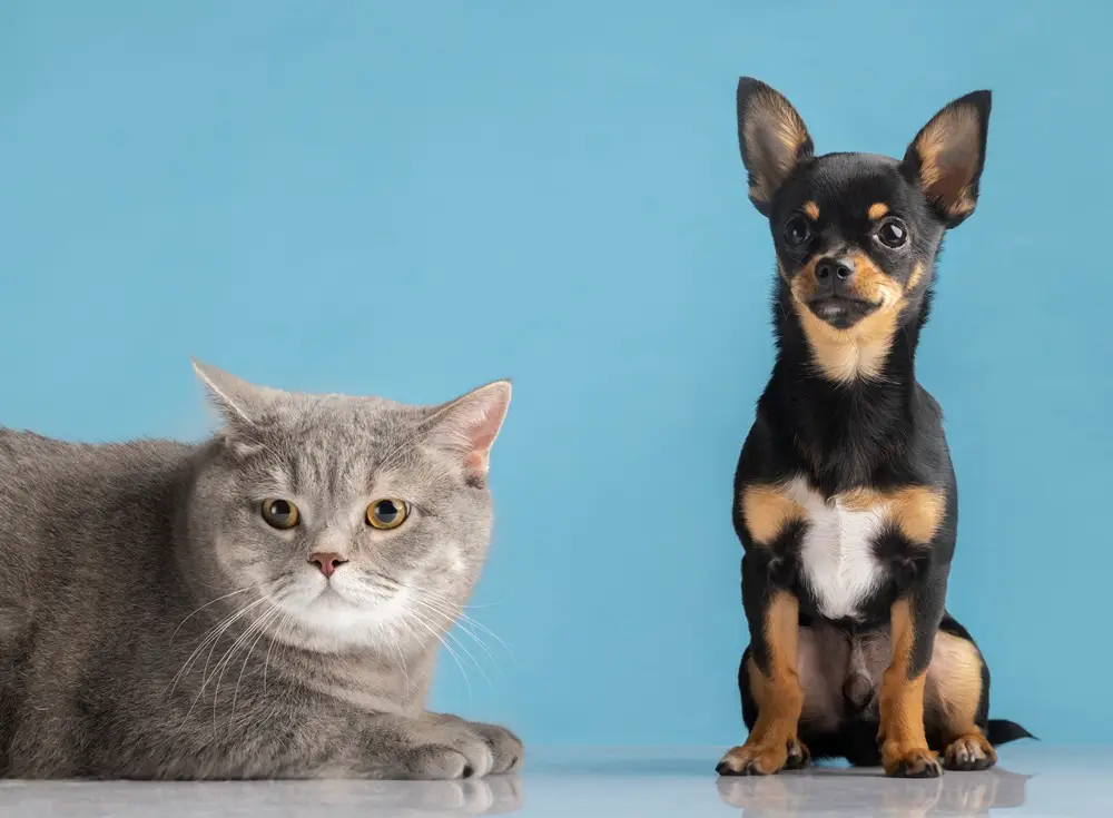 Gambar Kucing dan Anjing 1 NusaPet