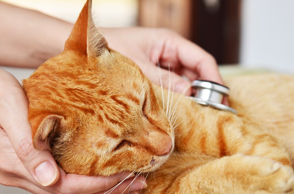 Gambar 1 - cara merawat kucing FIP basah