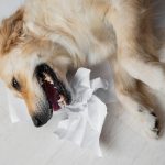 Gambar 1 - Obat alami untuk anjing batuk