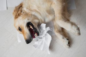 6 Obat Alami untuk Anjing Batuk yang Efektif dan Cara Memberikannya!
