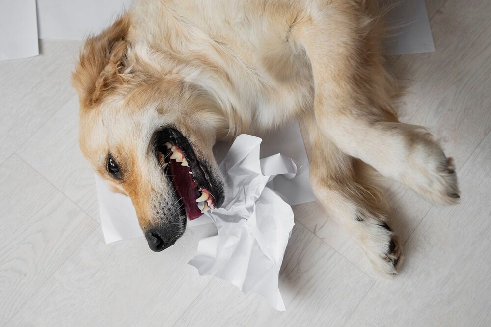 6 Obat Alami untuk Anjing Batuk yang Efektif dan Cara Memberikannya!