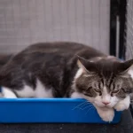 Gambar-1-ciri-ciri-kucing-susah-BAB