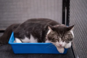 7 Ciri-Ciri Kucing Susah BAB Berbahaya atau Tidak, Wajib Tahu!