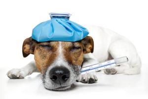 7 Cara Mengobati Anjing Demam dan Tidak Mau Makan, Praktis!