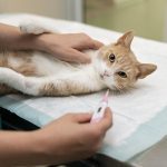 Gambar 1 - ciri-ciri fip basah pada kucing