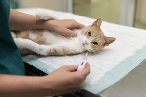 Cek! 7 Ciri-Ciri FIP Basah pada Kucing, Perut Buncit?