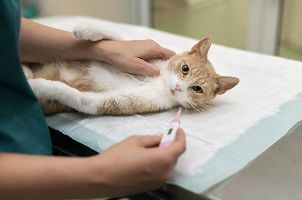 Gambar 1 - ciri-ciri fip basah pada kucing