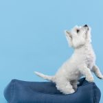 Gambar 1 - Cara Mengobati Kutu Anjing Kecil