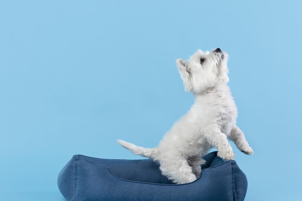Gambar 1 - Cara Mengobati Kutu Anjing Kecil