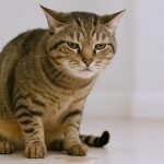 Gambar 1 - obat alami untuk kucing yang susah kencing