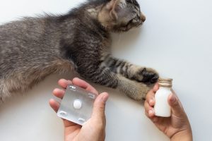 Rekomendasi Obat FIP Kering Kucing, Efektif Sembuh?