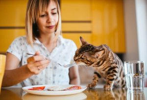 5 Rekomendasi Makanan untuk Kucing FIP Basah dan Kering