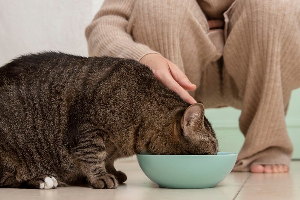 Gambar 3 - makanan untuk kucing FIP