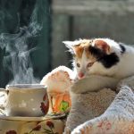 Gambar 1 - 7 Cara Mengatasi Kucing Pilek dan Batuk Alami