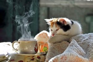 7 Cara Mengatasi Kucing Pilek dan Batuk Alami