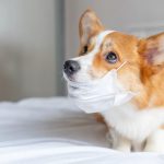 Gambar 1 - cara mengatasi anjing pilek tidak mau makan