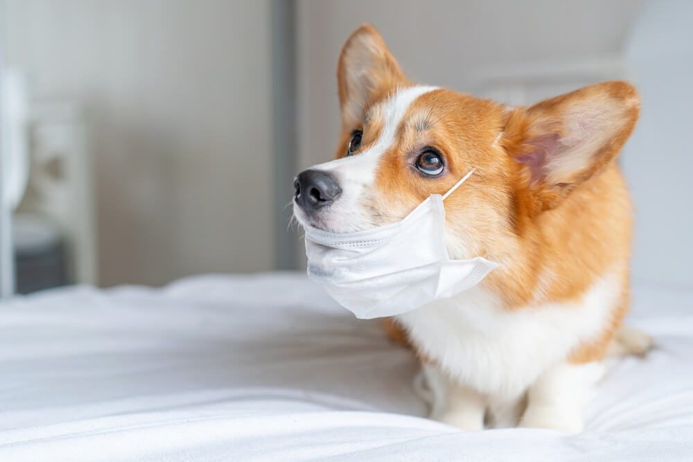 Gambar 1 - cara mengatasi anjing pilek tidak mau makan