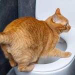 Gambar 1 - daun sirsak untuk kucing susah kencing