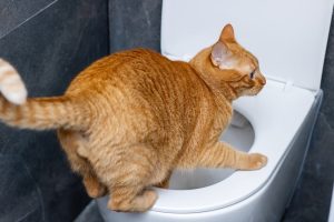 Benarkah Daun Sirsak untuk Kucing Susah Kencing? Cek Faktanya!