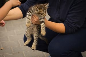 Waspada! 6 Penyebab Kucing Tiba-Tiba Lumpuh, Jangan Sepelekan!