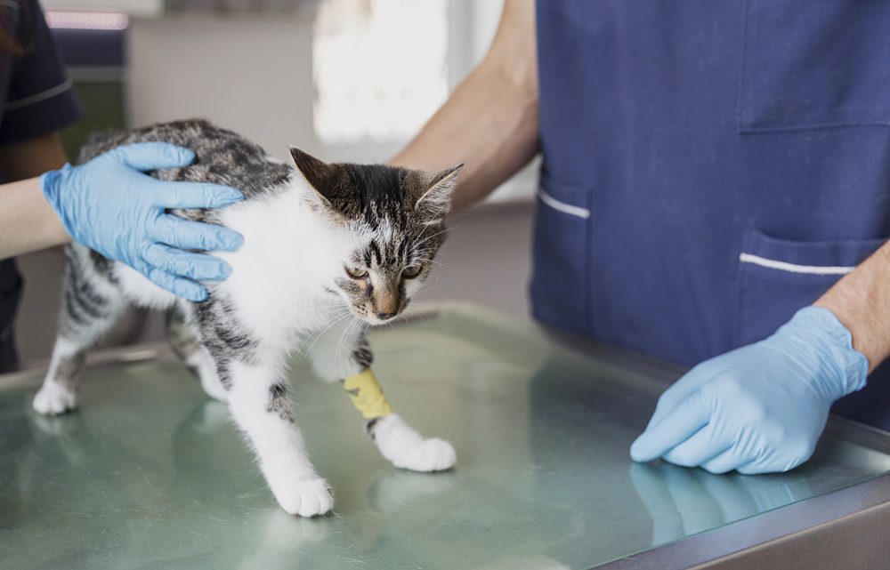 Apakah FIP Saraf bisa Sembuh? Cek Faktanya!