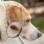 Gambar 1 - jenis-jenis kutuu anjing