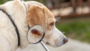 Jenis-Jenis Kutu Anjing Indonesia (Puppy & Dewasa), Mana yang Berbahaya?