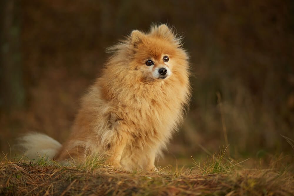 Gambar 3 - penybab batuk pada anjing pom