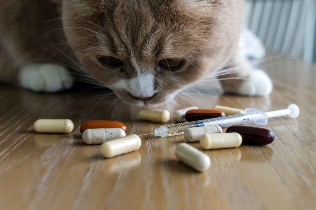 5 Pilihan Obat Panleu Kucing (Medis & Alami), Cek Faktanya!