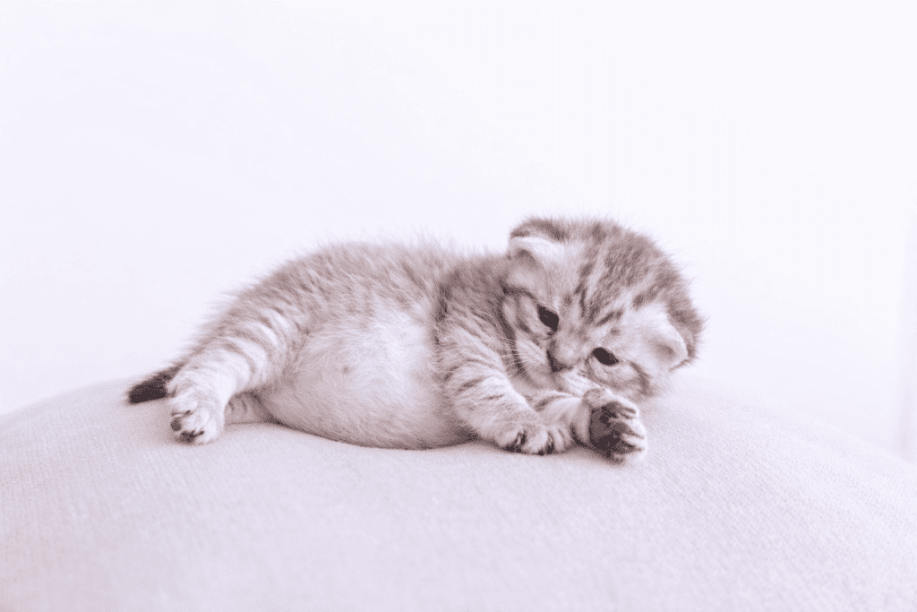 Bahayakah Perut Kitten Buncit? Cek Fakta dan Solusinya!