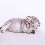Gambar 1 - Perut kitten buncit