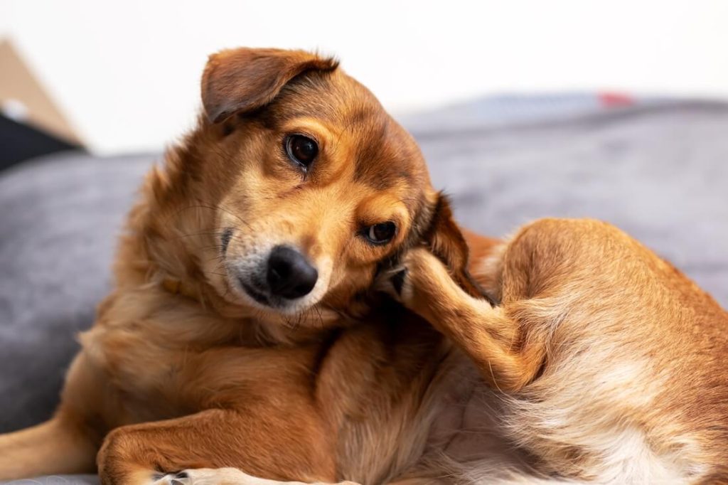 6 Cara Alami Mengobati Anjing Gatal, Mudah Dicoba!